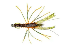Kory's Crawdad