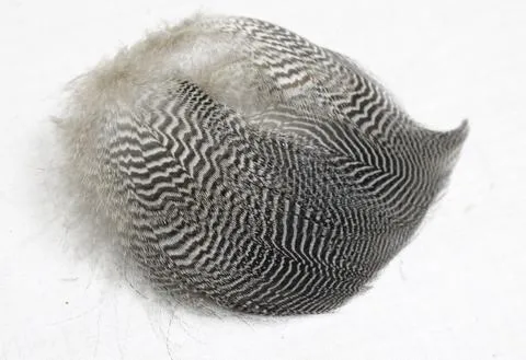 Nature's Spirit Teal Barred Flank - Select Feathers